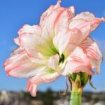 Coit Tower Daylily