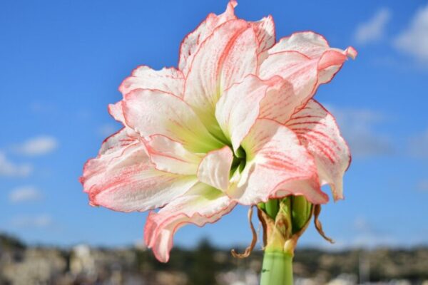 Coit Tower Daylily