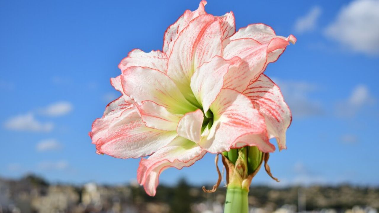 Coit Tower Daylily